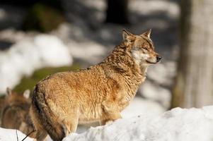 group of Grey wolf on the snow background photo