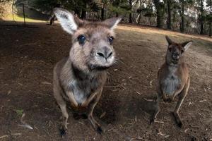 Puzzled kangaroo portrait close up portrait photo