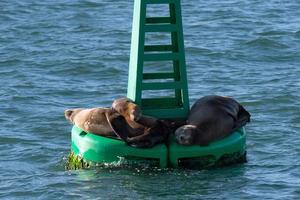 foca león marino relajándose en una boya foto