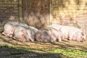 pink pig sleeping photo