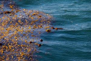 kelp algae in pacific ocean photo