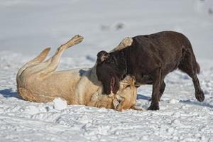 perros jugando en la nieve foto