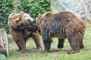 Two brown grizzly bears while fighting photo