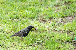 pájaro estornino comiendo un gusano foto