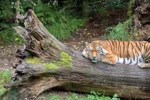 Siberian tiger ready to attack looking at you photo
