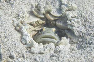 A fish hiding in its nest photo