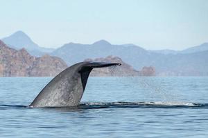 ballena azul el animal más grande del mundo detalle de la cola foto