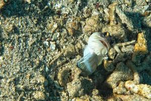 Goby fish underwater photo