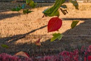 autumn leaves while falling photo