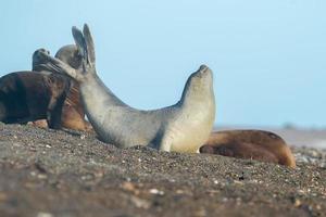 elefante marino en la playa patagónica foto