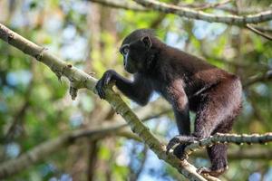 mono macaco negro con cresta en el bosque foto