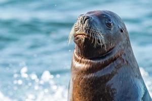 female sea lion on the beach photo