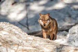 Grey wolf on the snow background photo