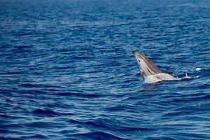 Dolphins while jumping in the deep blue sea photo