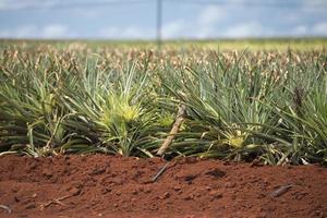 pineapple plantation in hawaii photo