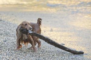 Cachorro cocker spaniel jugando en la playa foto