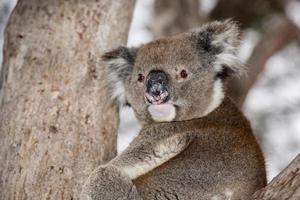 koala salvaje en un árbol mientras te mira foto