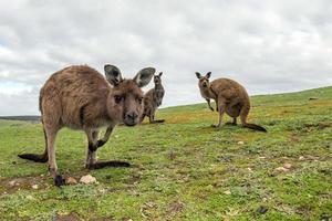 Kangaroo portrait while looking at you photo