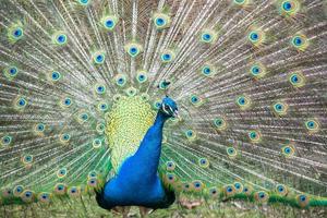 peacock bird wonderful feather open wheel portrait photo