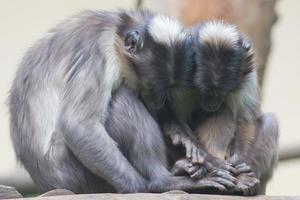 Two monkeys while holding their hands photo