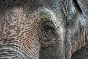 elephant eye close up detail photo