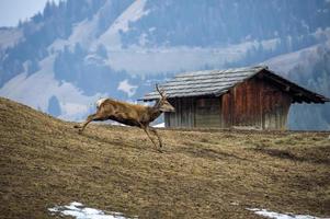 retrato de ciervo mientras corre cerca de la cabaña en temporada de invierno foto