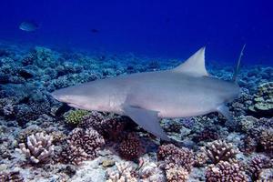 Lemon shark coming to you while diving photo