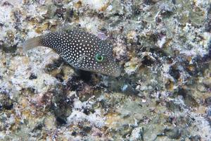 Isolated colorful puffer fish photo