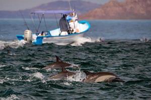 common dolphin jumping outside the ocean photo