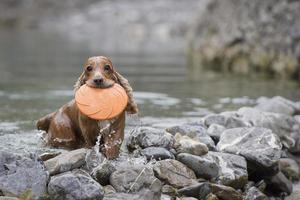 Perro feliz cocker spaniel inglés mientras corre hacia ti foto