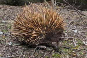 Echidna australian endemic animal photo