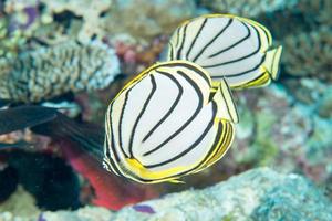 angel fish couple on the reef photo