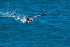 patagonia petrel bird while flying photo