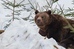 retrato de oso en el fondo de la nieve foto