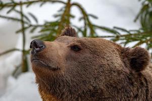 bear portrait in the snow background photo