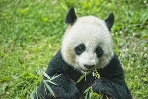 giant panda while eating bamboo photo