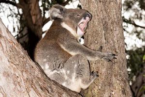 Wild koala on a tree while yawning photo