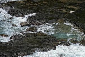 seal relaxing on rocks in hawaii kauai photo