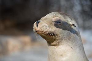 Retrato de cerca de león marino de California foto