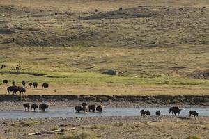 Buffalo Bison crossing a river in Lamar Valley Yellowstone photo