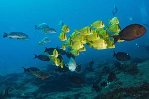 grouper sweetlips school of fish underwater photo