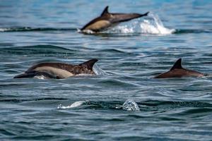 common dolphin pod jumping outside the ocean photo