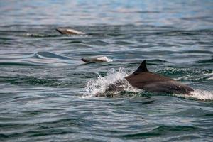 common dolphin pod jumping outside the ocean photo