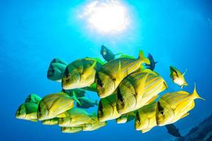 Yellow grouper sweetlips school of fish underwater photo