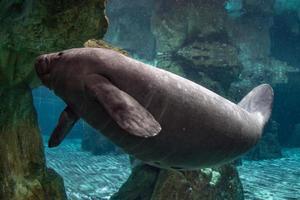 newborn baby manatee close up portrait photo