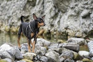 pincher dog playing photo