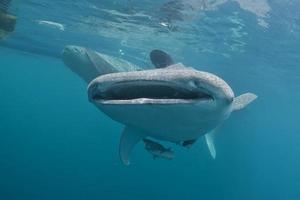 Whale Shark close up underwater portrait photo