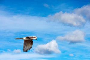 Peregrine falcon flying on th sky photo