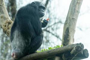 mono chimpancé mono comiendo una zanahoria foto