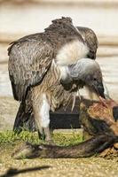 vulture buzzard while eating a dead animal photo